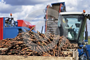 Tractor Trailer Loaded with Harvested Carrots Ready for Transportation