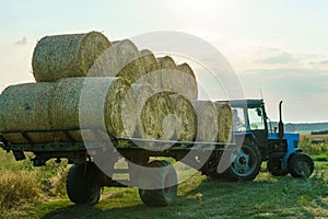 Tractor on trailer transports large round bales of hay. Transportation of hay to places for storage and drying of silage.