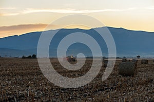 Tractor with trailer at working in the golden wheat field.