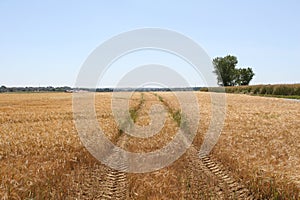 Tractor trailor tracks through a wheat field
