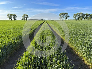 Tractor trails vanishing point perspective composition. Agriculture abstract