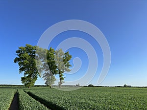 Tractor trails vanishing point perspective composition. Agriculture abstract