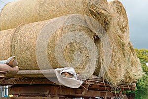 The tractor transports twisted sheaf hay, straw rolls in the trailer of the agricultural machine