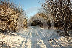 tractor tyre tracks in the snow.