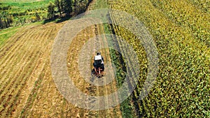 Tractor using rotary rakes machinery, harvesting details. Hay collecting and wheat production