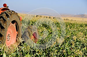 Tractor Working in Corn Field