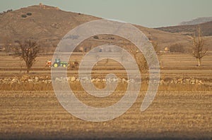 Tractor working in a crop field in the Gallocanta Lagoon.