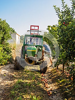 Tractor working in the field during apple harvest