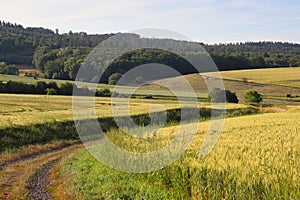 Tractor working in a field, surrounded by crops