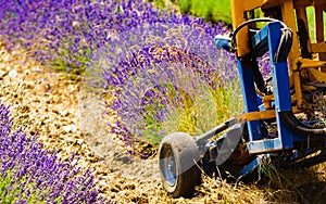 Tractor working on lavender field. Harvest time