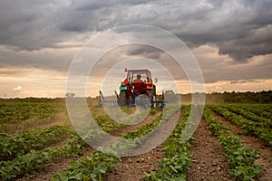 Tractor working in soy field in spring