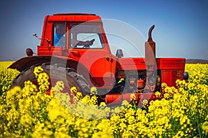 Tractor working on Sunrise over the rapeseed field, beautiful spring day