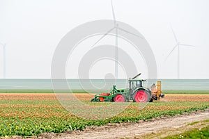 Tractor working on the tulip field