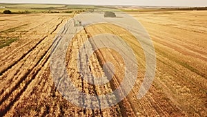 tractors and combines work.summer agricultural fields during harvest.