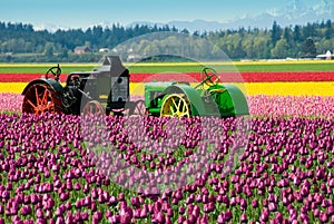 Tractors in the Tulips