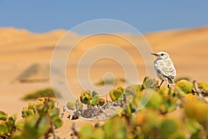 Tractrac chat, Emarginata tractrac, small grey passerine bird in Namib desert with yellow orange dune. Bird in the habitat, green