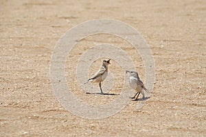 Tractrac chat in Namib desert