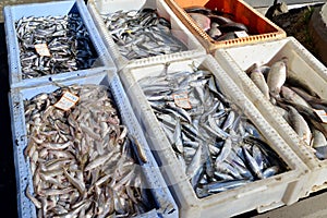 Trade is fresher fish from boxes in the market