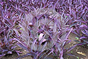 Tradecantation purple bushes in the garden view from above. Setcreasia Tradescantia pallida is a potted plant