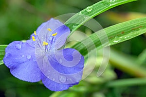 Tradenscantia flowers in blossom