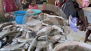 Traders sell fish and shrimp in the market, various kinds of fisherman\'s sea catch