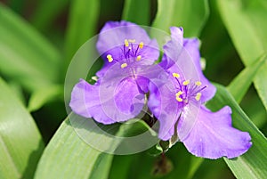 Tradescantia