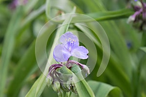 Tradescantia x andersoniana Blue stone a Blue Dayflower