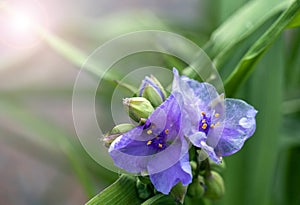 Tradescantia flower on a sunny day, closeup