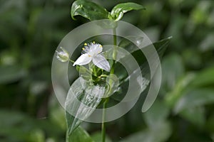 Tradescantia fluminensis flowers in bloom, white flowering plant growing in Madeira forest