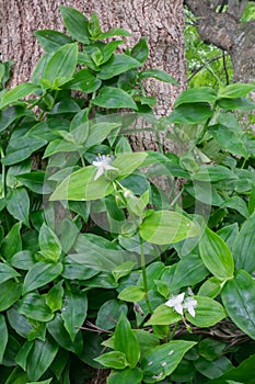 Tradescantia fluminensis - known as Wandering or Wandering W