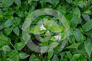 Tradescantia fluminensis - known as Wandering or Wandering W