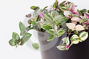 Tradescantia fluminensis tricolor plant in pot on white background