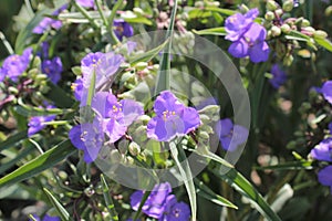 Tradescantia garden, with blue flowers growing on the garden.