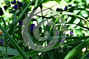 Tradescantia ohiensis, bluejacket or Ohio spiderwort.