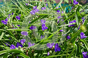 Tradescantia ohiensis, commonly known as bluejacket or Ohio spiderwort