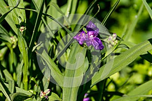 Tradescantia ohiensis, commonly known as bluejacket or Ohio spiderwort in a garden