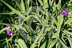 Tradescantia ohiensis, commonly known as bluejacket or Ohio spiderwort in a garden