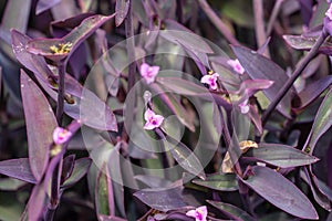 Tradescantia pallida more commonly known as wandering jew or walking jew. Other common names include purple secretia, purple-heart