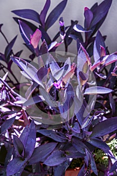 Tradescantia pallida, is not toxic and is generally considered safe for