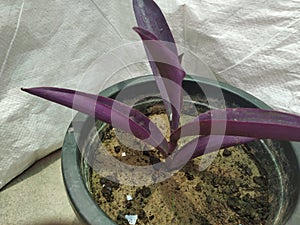 Tradescantia pallida plant image