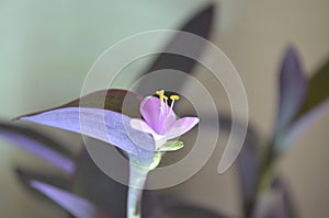 Tradescantia pallida is a species of spiderwort. purple secretia, purple heart and queen. scrambling stature.Three petals flowers.