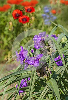 Tradescantia and Papaver orientale Oriental poppy and decorative blue Linum perenne on  summer flowerbed photo