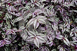 Tradescantia in purple and green color, also known as Wandering Jew plants