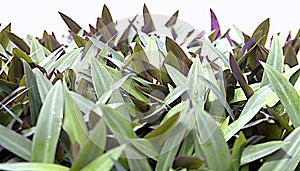 Tradescantia REO or bedspread multi-colored, exotic perennial flower family Commelin, floral background photo