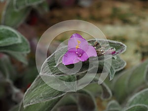 Tradescantia Sillamontana Or Spiderwort With Flower