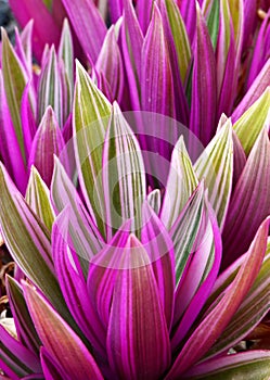 Tradescantia spathacea Boat Lily,Oyster Lily,Oyster plant close up.Floral background.