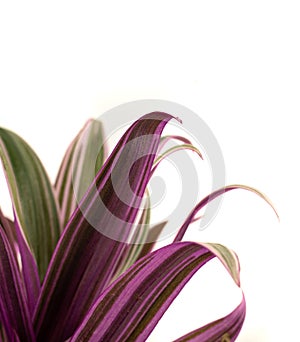Tradescantia spathacea leaves on white background