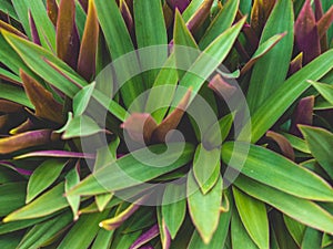 Tradescantia spathacea Stearn.