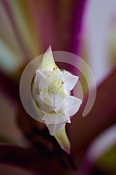 Tradescantia spathacea Stearn. Oyster plant , White flowered tradescantia.