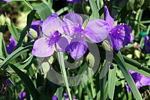 tradescantia spiderwort flowers